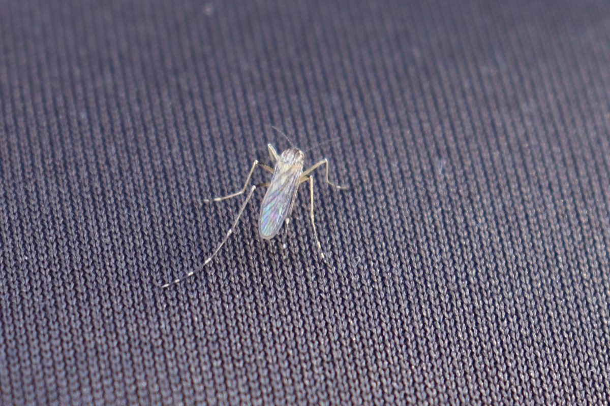 Mosquito season: What JFK Students Should Know About Staying Safe