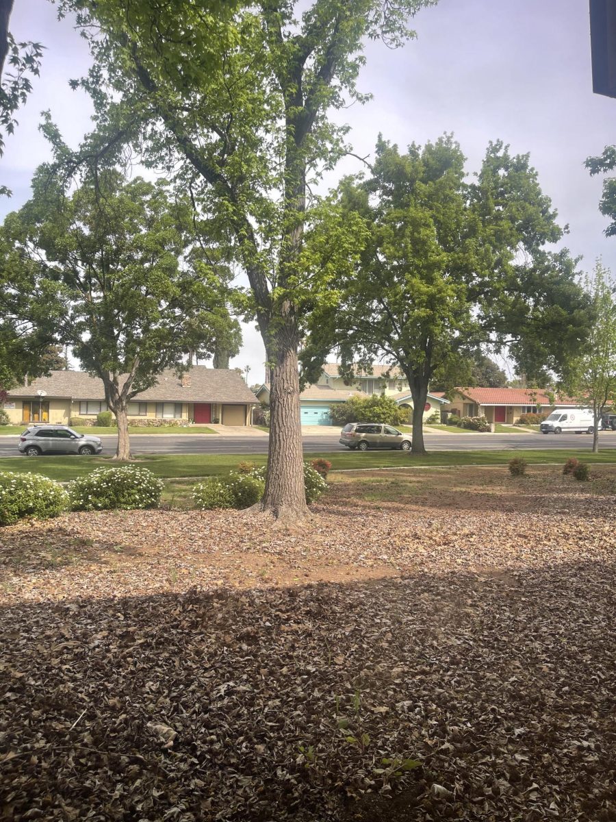 Sunshine engulfs a strong tree on March 27. As the sun is out, students become happy school is out as well.