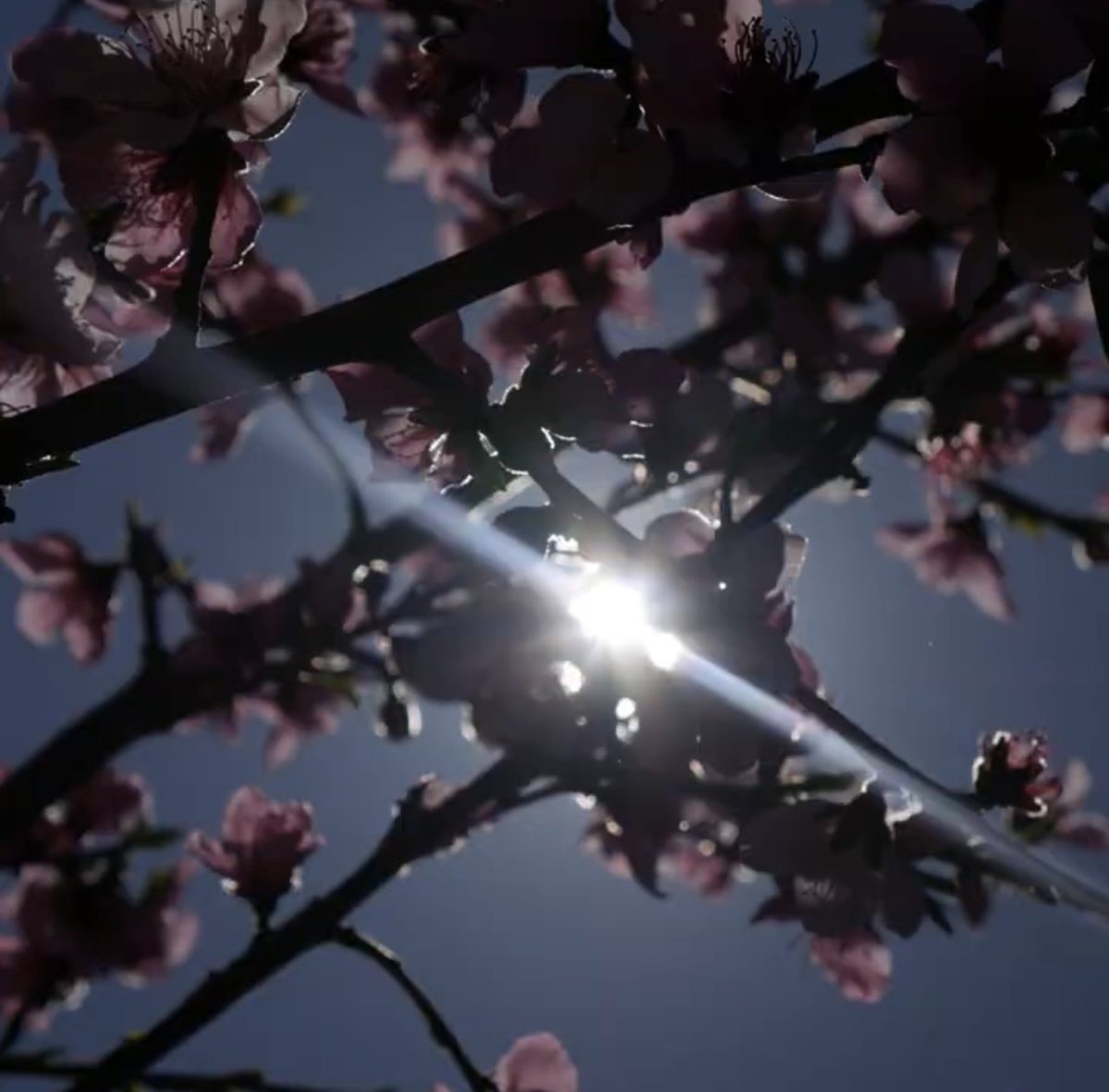 This photo was taken in the garden at John F. Kennedy high school. It shows a cherry blossom tree blooming as we will move an hour forward in time.
